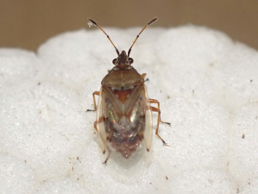 Kleidocerys resedae - nyírbodobács