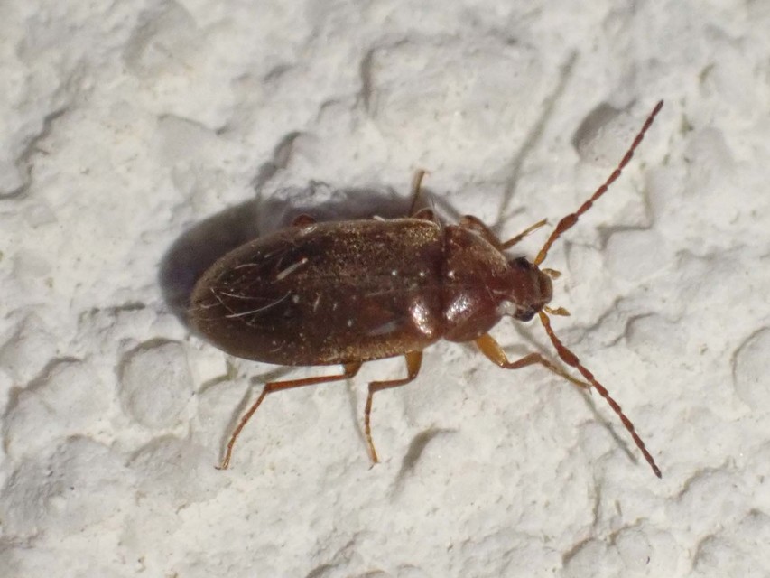 Isomira antennata - vastagcsápú alkonybogár