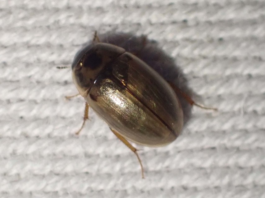 Enochrus quadripunctatus - négypettyes fakócsibor