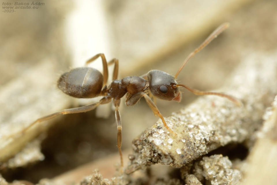 Lasius alienus - kövi feketehangya