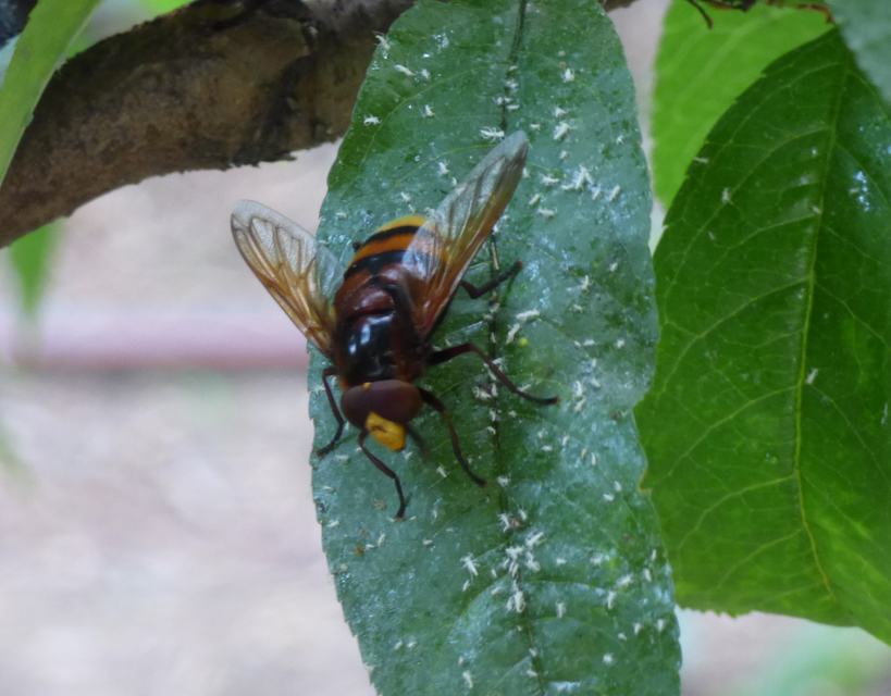 Volucella zonaria - kétöves pihelégy Volucella zonaria - kétöves pihelégy