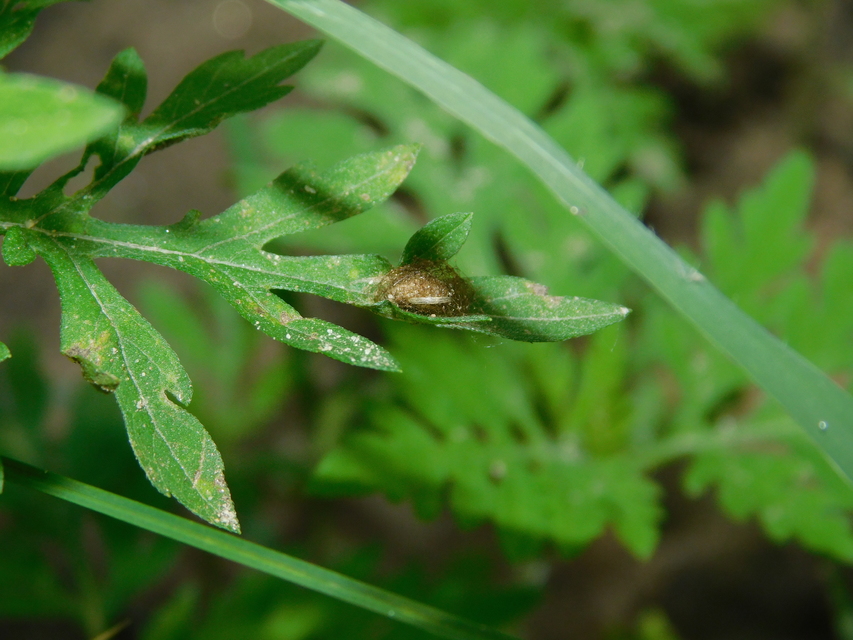 Ophraella communa - parlagfű-olajosbogár