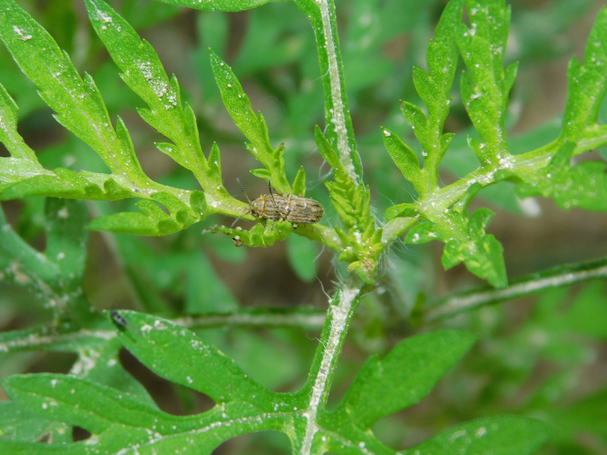 Ophraella communa - parlagfű-olajosbogár