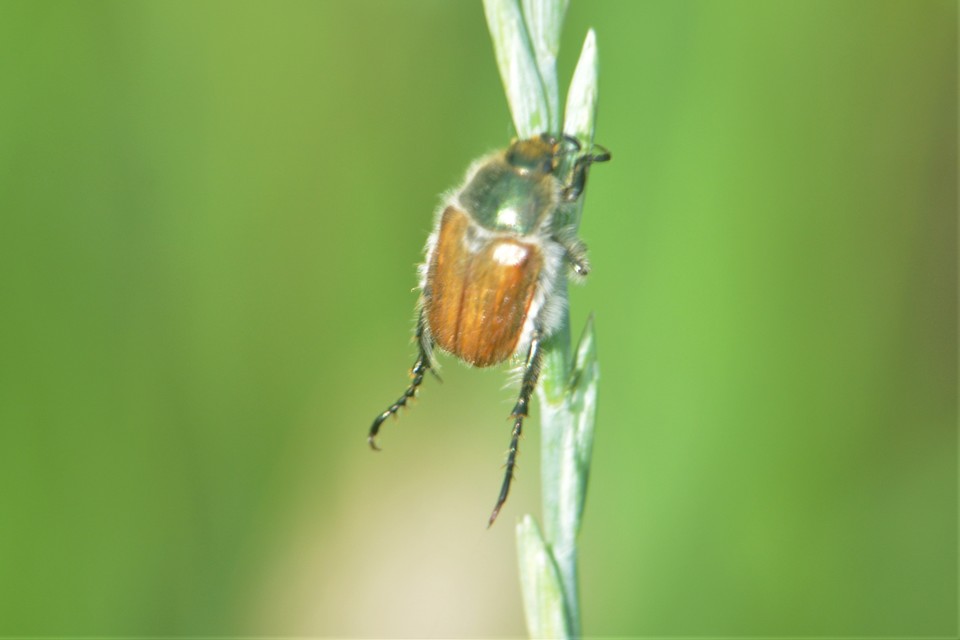 Chaetopteroplia segetum - rozsszipoly