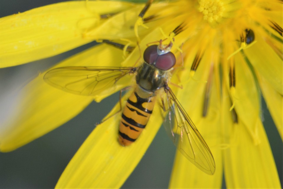Episyrphus balteatus - ékfoltos zengőlégy