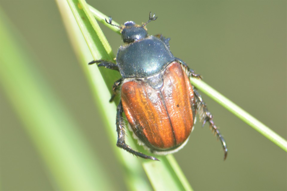 Anisoplia lata - széles szipoly Anisoplia lata - széles szipoly