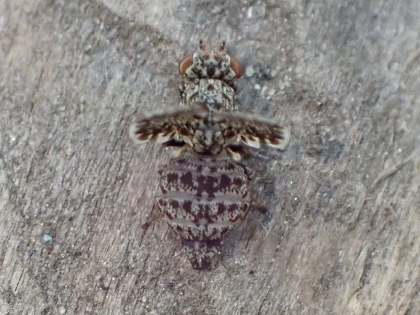 Callopistromyia annulipes - pávalégy