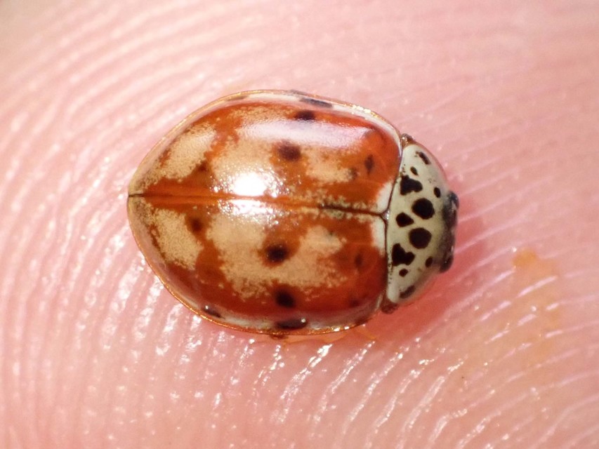 Harmonia quadripunctata - négypettyes katica