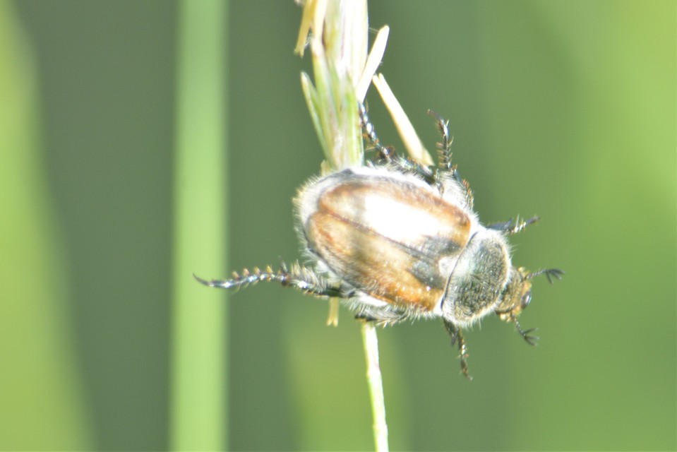 Chaetopteroplia segetum - rozsszipoly
