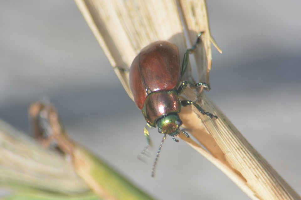 Chrysolina polita - réti mentalevelész