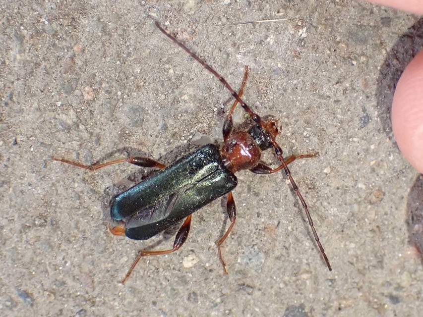 Phymatodes testaceus - változékony korongcincér Phymatodes testaceus - változékony korongcincér