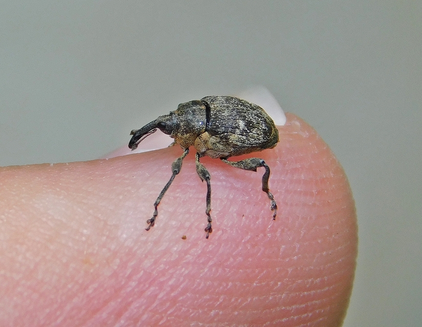 Mogulones abbreviatulus - nagy nadálytő-tarkaormányos