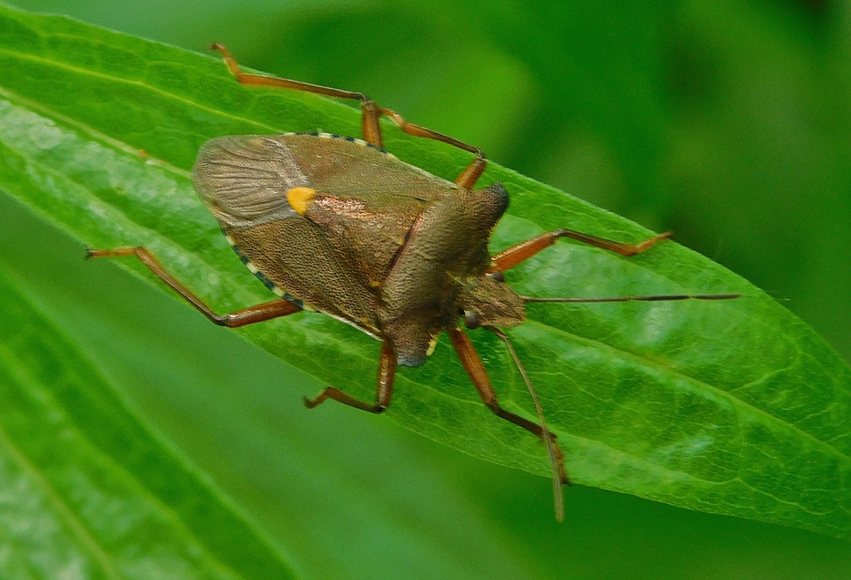 Pentatoma rufipes - vöröslábú címerespoloska Pentatoma rufipes - vöröslábú címerespoloska