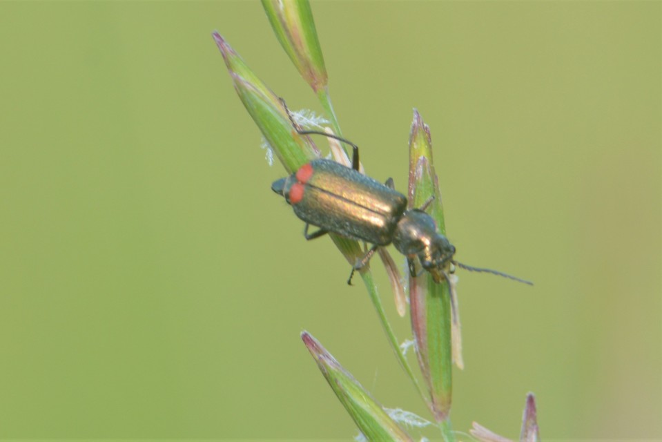 Malachius bipustulatus - kétfoltos bibircsesbogár