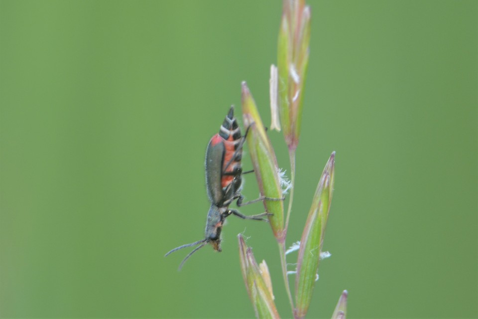 Clanoptilus