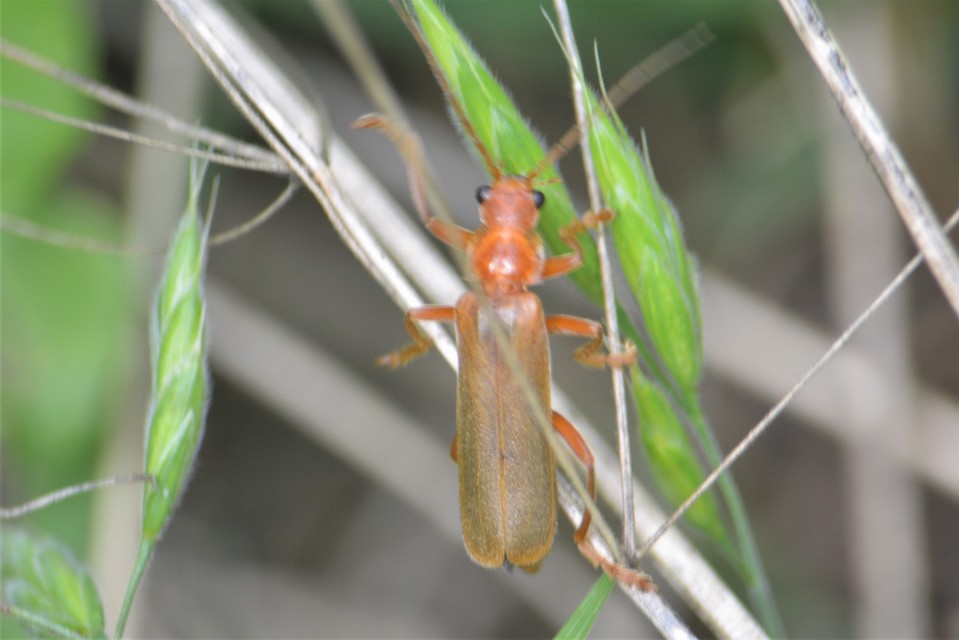 Cantharis rufa - rőt lágybogár