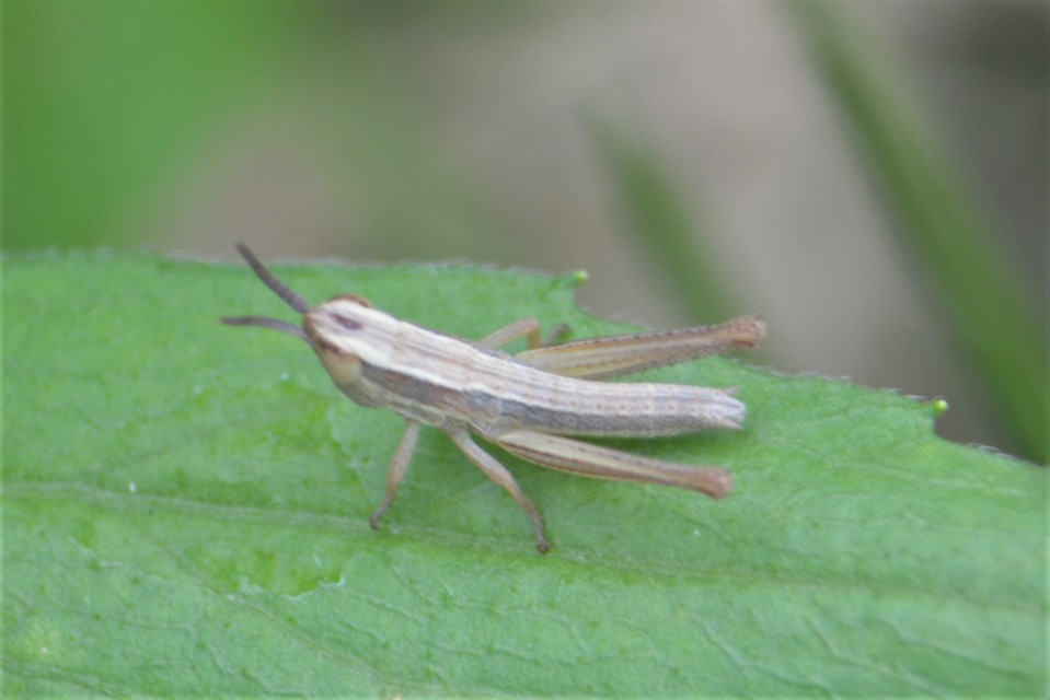 Euchorthippus