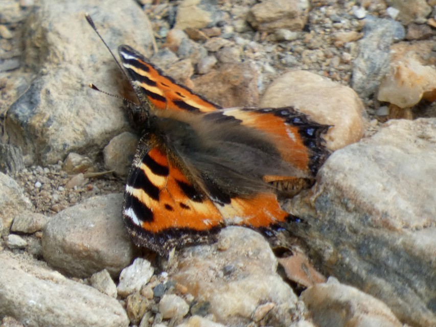 Nymphalis urticae - kis rókalepke
