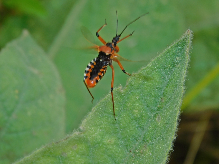 Rhynocoris iracundus - közönséges gyilkospoloska