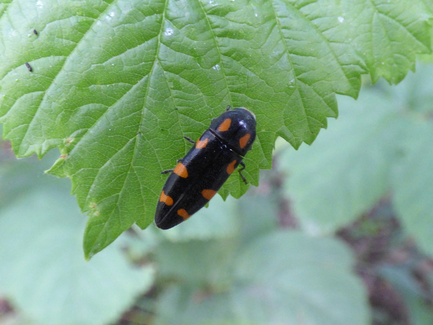 Ptosima undecimmaculata - sárgafoltos díszbogár