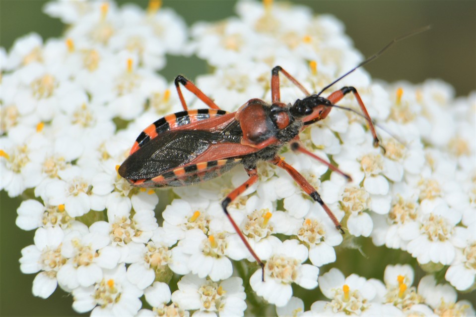Rhynocoris iracundus - közönséges gyilkospoloska