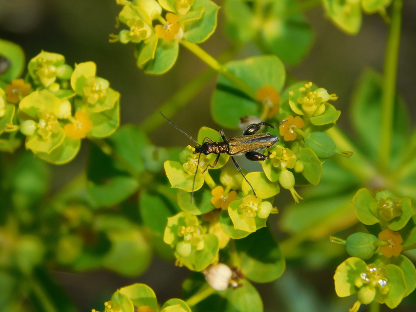 Oedemera flavipes - sárgalábú álcincér Oedemera flavipes - sárgalábú álcincér