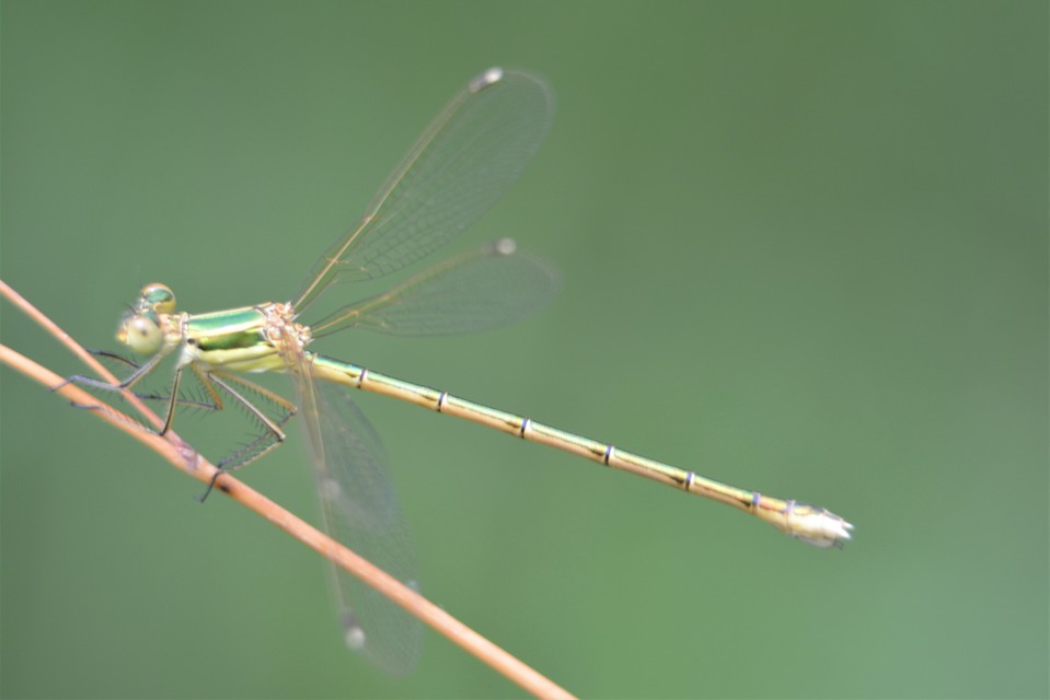 Lestes barbarus - foltosszárnyjegyű rablószitakötő