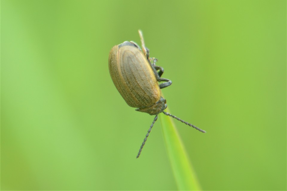 Galeruca pomonae - barna olajosbogár