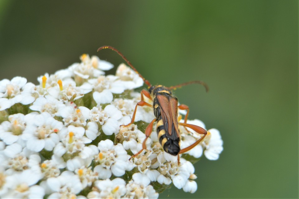 Stenopterus flavicornis - sárgacsápú keskenyfedőscincér