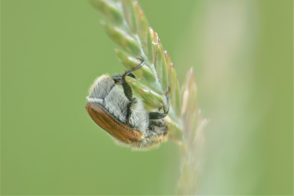 Chaetopteroplia segetum - rozsszipoly