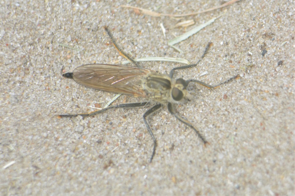 Philonicus albiceps