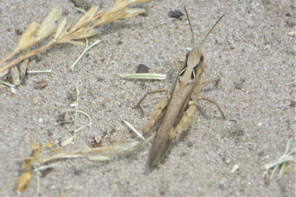 Chorthippus brunneus - közönséges tarlósáska