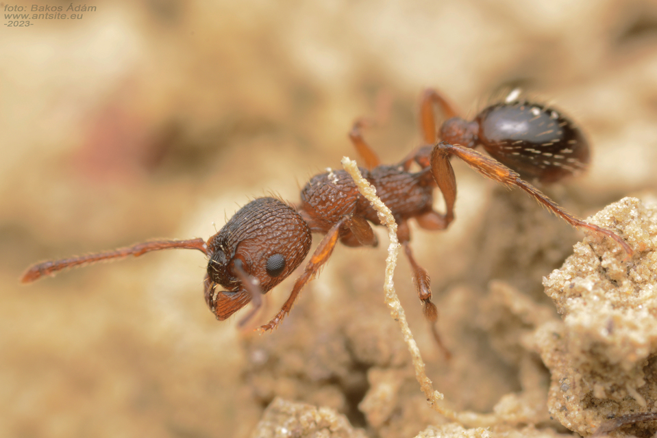 Myrmica specioides - pusztai bütyköshangya