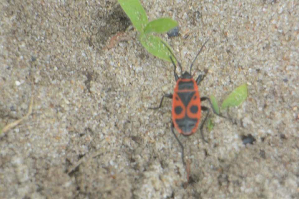 Pyrrhocoris apterus - verőköltő poloska