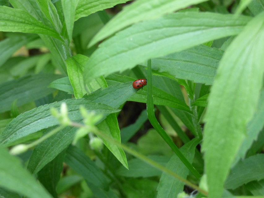 Gonioctena fornicata - közönséges lucernabogár
