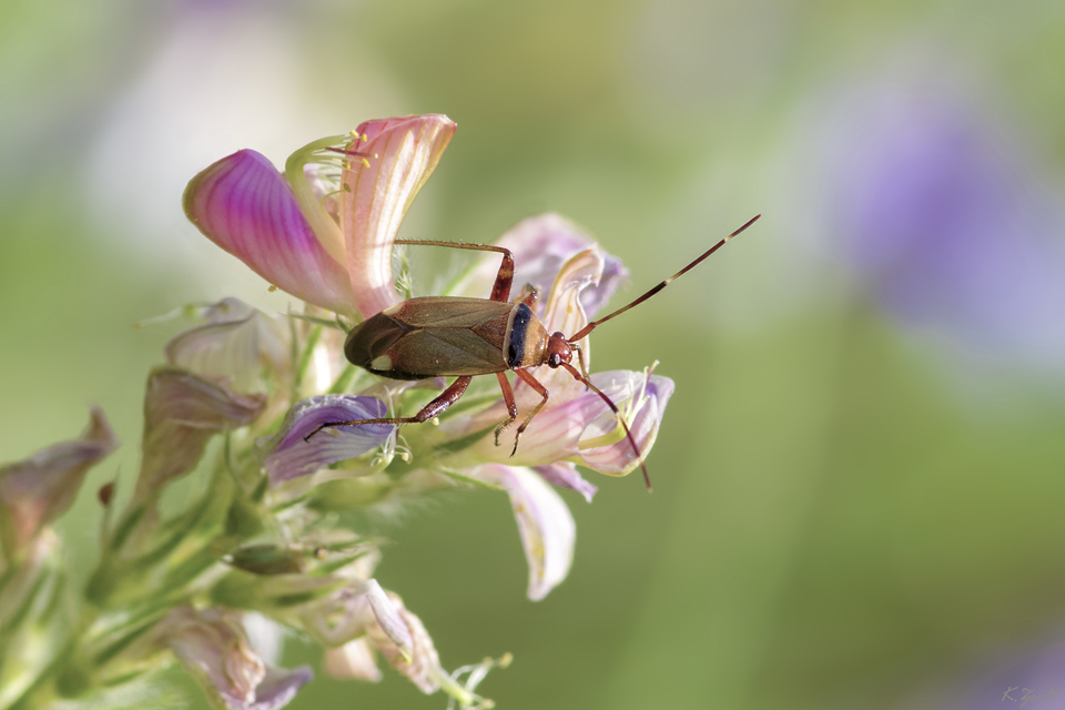 Adelphocoris vandalicus - feketevállú mezeipoloska
