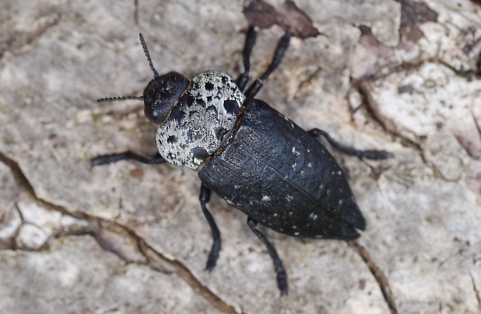 Capnodis tenebrionis - kökény-tükrösdíszbogár