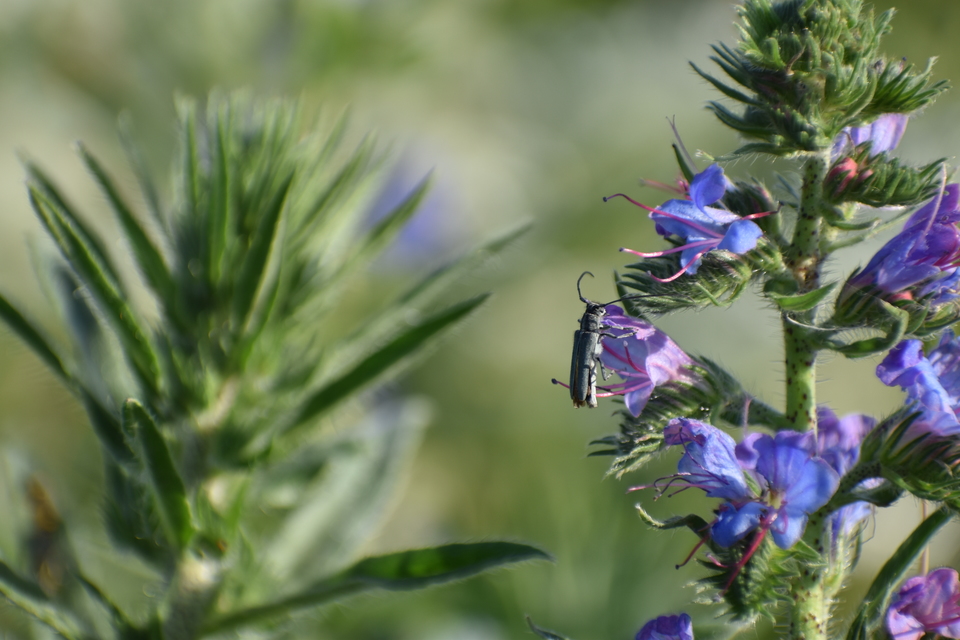 Phytoecia coerulescens - kígyósziszcincér