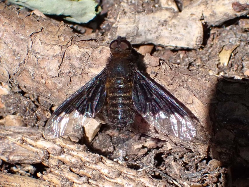 Hemipenthes morio - közönséges gyászlégy