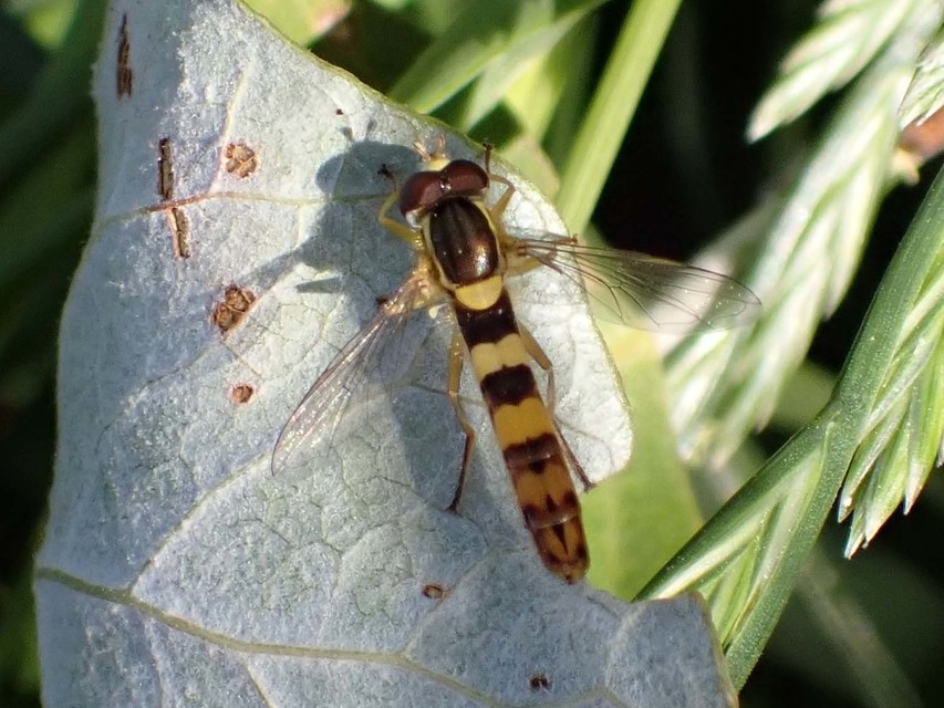 Sphaerophoria