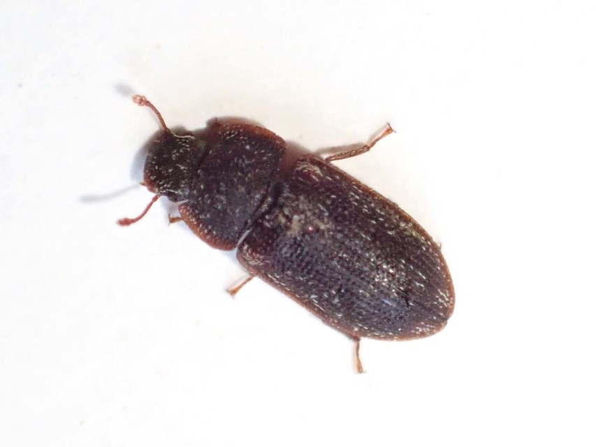 Colobicus hirtus - szegélyes héjbogár
