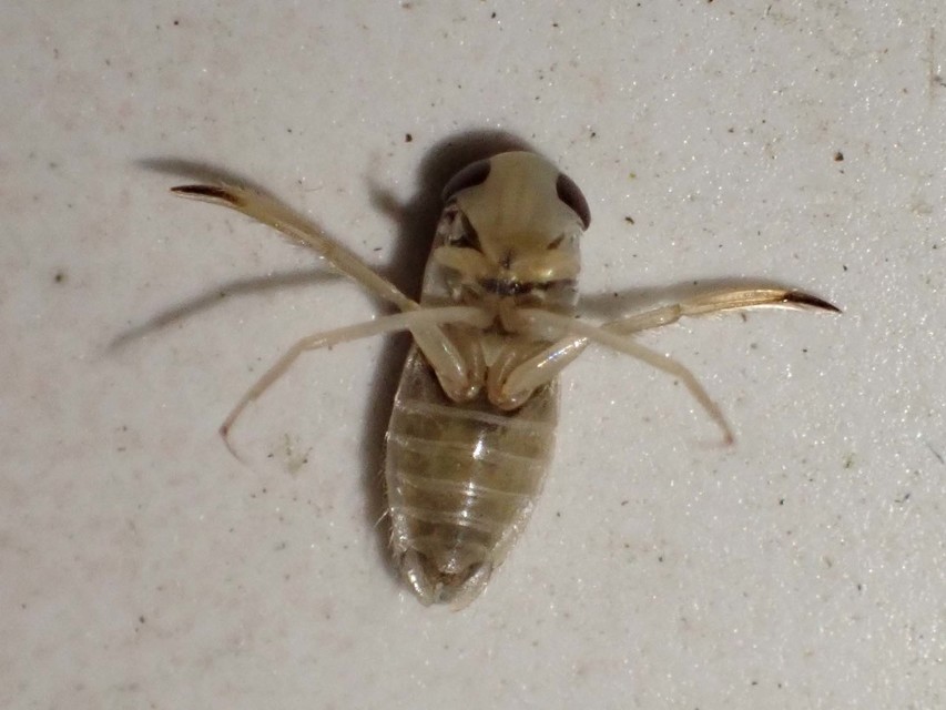 Corixidae - búvárpoloskák Corixidae - búvárpoloskák