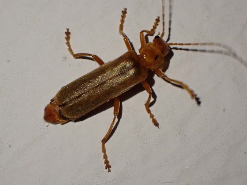 Cantharis rufa - rőt lágybogár