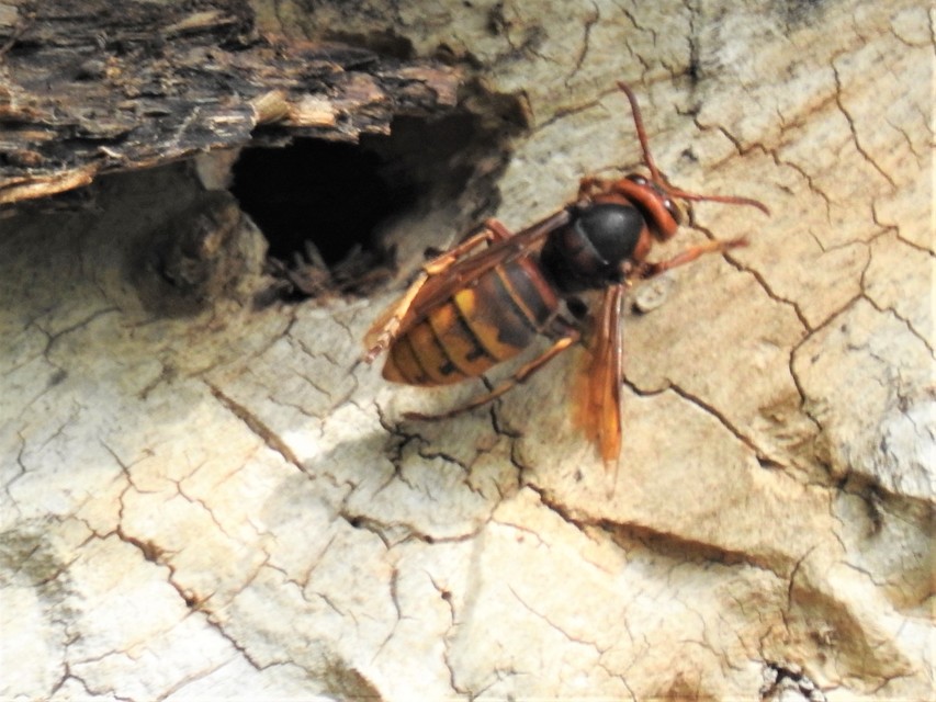 Vespa crabro - lódarázs