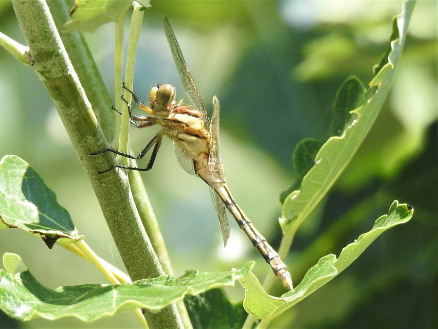 Orthetrum albistylum - fehérfarkú pásztorszitakötő
