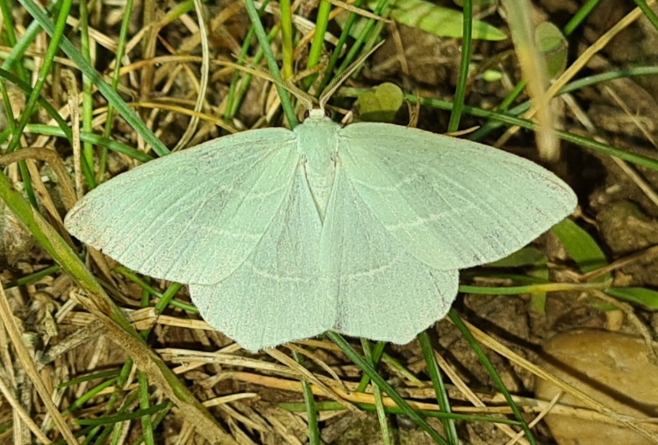 Hemistola chrysoprasaria - kékes zöldaraszoló