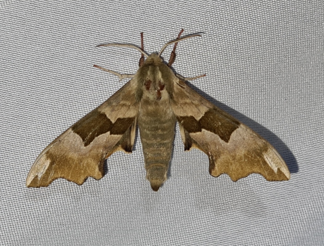 Mimas tiliae - hársfaszender