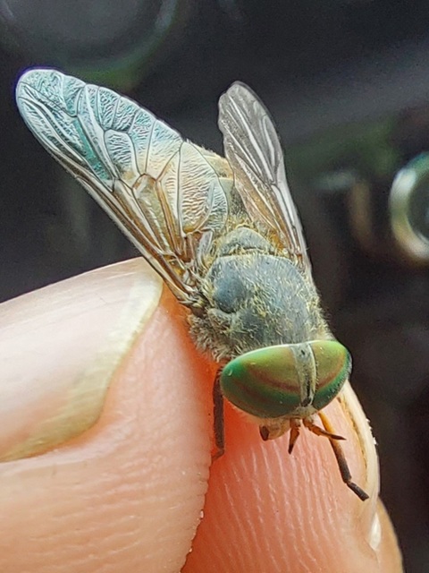 Tabanidae - böglyök