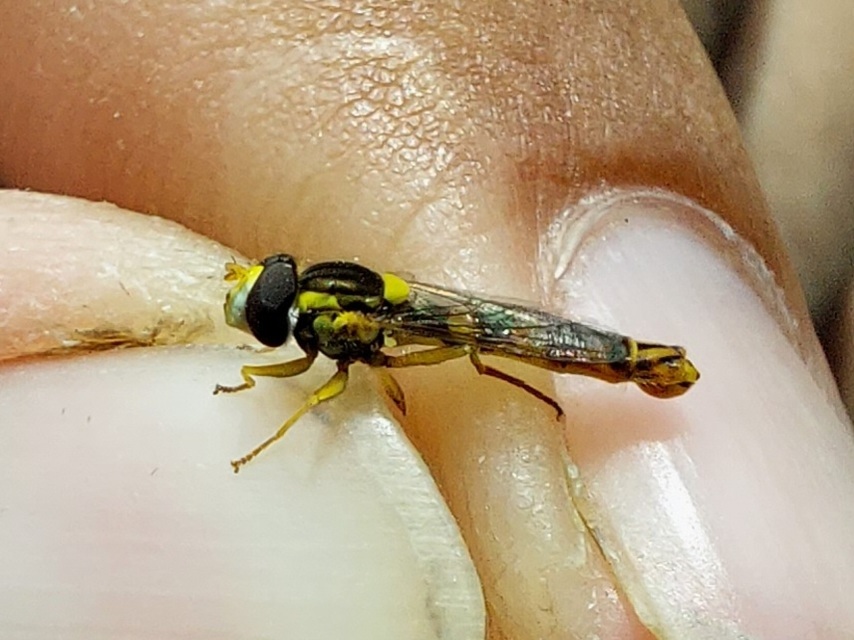 Sphaerophoria