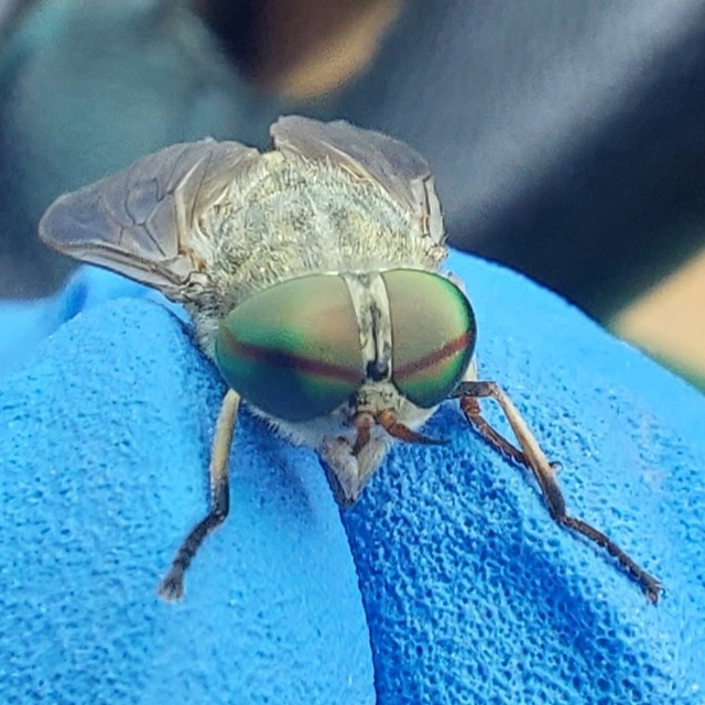 Tabanidae - böglyök